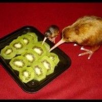 Un kiwi qui mange du kiwi c'est du cannibalisme