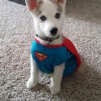 Super chien! #Cosplay #Superman