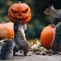 Un écureuil volant une citrouille #Halloween Jack O Lanterne