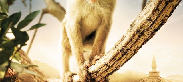 AU ROYAUME DES SINGES : les macaques à toque au Sri Lanka  !