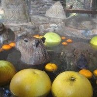 Les fruits servent à parfumer ou à faire une soupe de Capybaras?