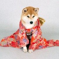 Un chien habillé en kimono