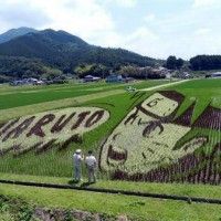 Incroyable fresque Naruto dans un champ de riz