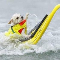 Ce chiot a trop de la chance de pouvoir surfer