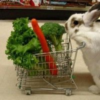 Avez-vous dejà vu un lapin faire ses courses?
