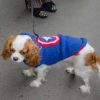 Mon petit doigt me dit que le propriétaire chien est fan de Captain America. Il ne manque plus que le bouclier.