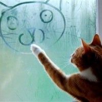 Un chat sachant dessiner un chat. Vous y croyez en cette photo?