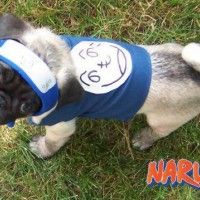 Le chien de Kakashi en live