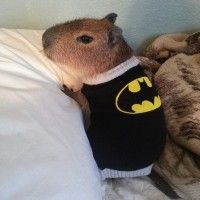 Un capybara Batman