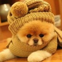 Ce chiot est trop mignon avec son bonnet à pompon