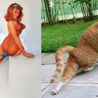 Pin-up VS chat! Alors votre choix?