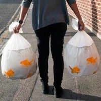 Original ces sacs à poissons