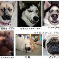 Des yeux de chiens expressifs