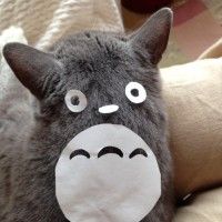 Vous aimez les #chat et les #totoro ? Nous avons la solution.