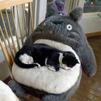 On parlait des abus sur les #chat mais parle-t-on des abus sur les #Totoro! Ah ces chats tous des délinquants!