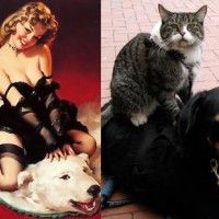 Pinup vs Chat. Faites votre choix!