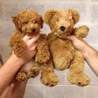 Vous préférez la peluche ou la version vivante