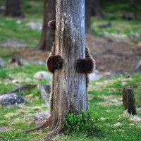 Ce nounours est un champion du monde du cache cache!