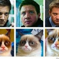 Un chat imitant Jeremy Renner ou c'est peut-être l'inverse... Un avis?