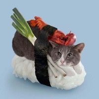 Quelqu'un est volontaire pour manger ce chat sushi?