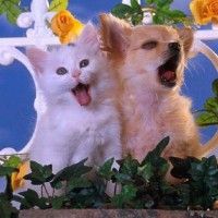Un chat et un chien en choeur