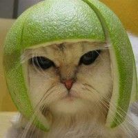 Ta-da! Voici un citron-perruque pour chat.