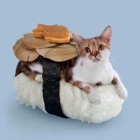 Biscuit de poisson servi sur un plateau à sushi!