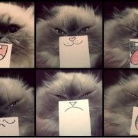 Les expressions des chats à votre guise