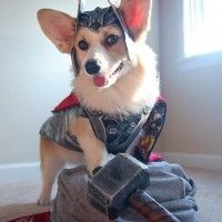 Prêt à péter la gueule à Loki! #Thor