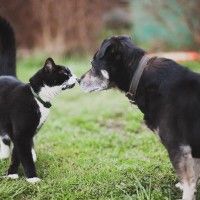 D'après un sondage, le propriétaire de #chien aurait un salaire plus élevé que les propriétaires de #chat. De quoi alimenter, une guerr... [lire la suite]