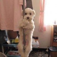 Avez-vous deja vu un chien qui fait de la pole dance ?