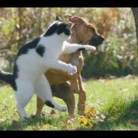 Une autre étude américaine affirme que les propriétaires de chat serait plus intelligent que les propriétaire de chien.