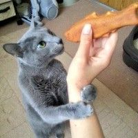 Ce chat se fait avoir par un poisson