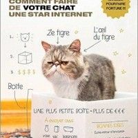 Un livre qui sortira en octobre pour faire votre chat une star internet