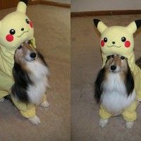 Et si #Pikachu se mariait avec un #Chien, voici ce que ca donnerait. #pokemon