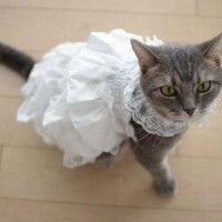 Kawaii ce chat en robe de mariée #CutiesCats