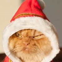 Ce chat n'aime pas noël!