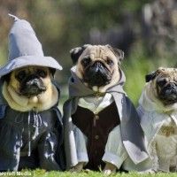 Ces chiens sont prêts pour Halloween