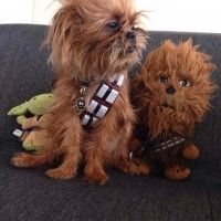 Nous avons trouvé l'acteur pour la prequel de Chewbacca!