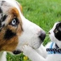 Un chien face à un chat droit dans les yeux