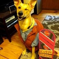 J'ai toujours dit que #MartyMcFly est un chien! #RetourVersLeFuturs