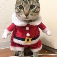 Petit Chat Noël