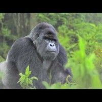 Un sublime clip pour les 40 ans de WWF