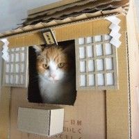 Sanctuaire en carton pour #Chat #Insolite