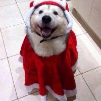 Super chien noël!