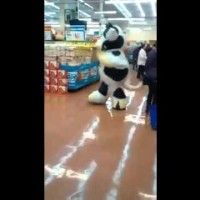 Attention cette vache peut vous tuer de rire! La vache qui rit à du soucis à se faire.