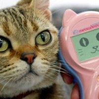 Accessoire pour parler avec son #Chat. Rien qu'au regard du #Chat on voit déjà ce qu'il pense: ''T'es vraiment crédule !'' #Animaux #Inso... [lire la suite]