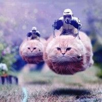 Et si les chats envahissaient #StarWars?