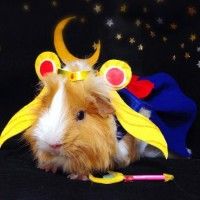 #CochonDInde en #SailorMoon #Animaux