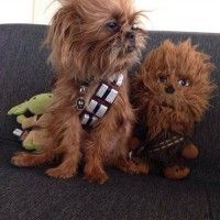 Trop fort ce chien qui se #Cosplay en Chewbaca #StarWars